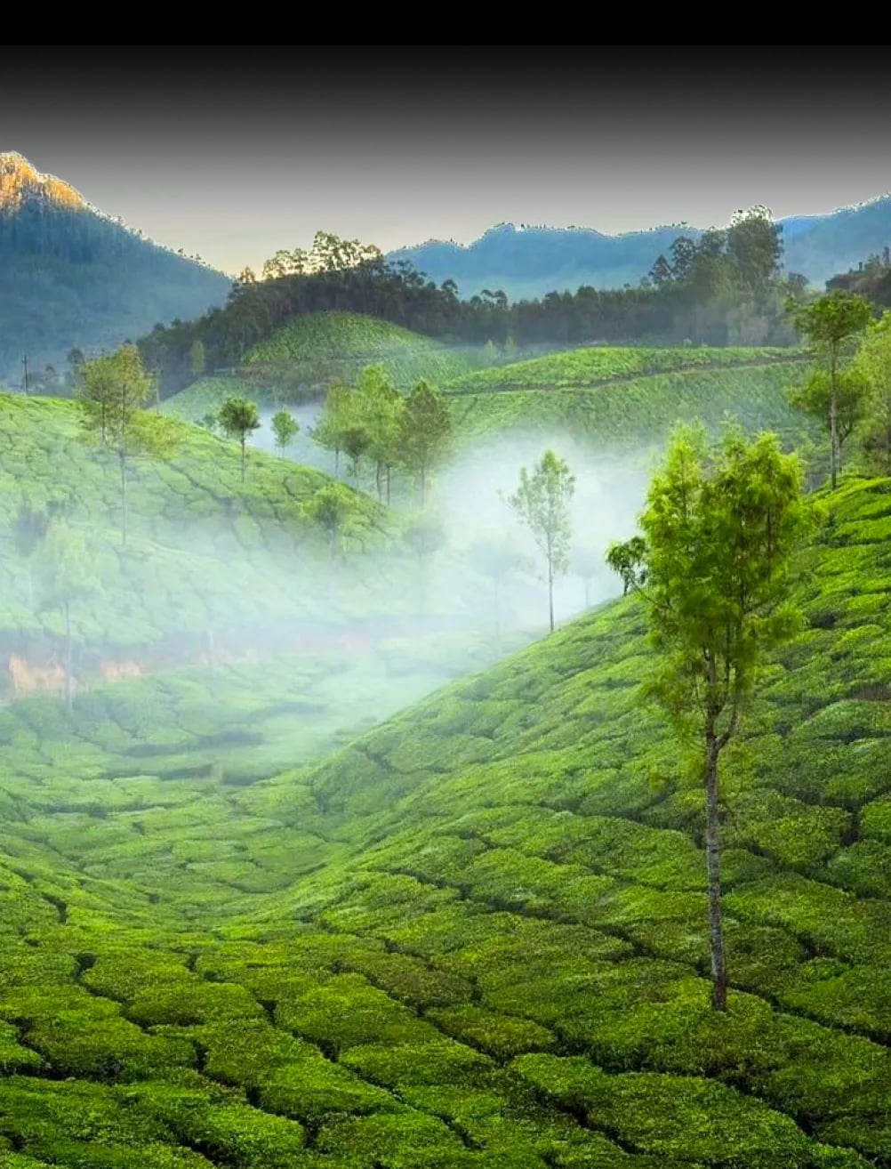 Nilgiri Hills tea estate showing organic tea cultivation in the Blue Mountains of India